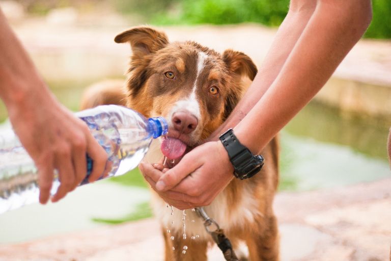 Cop de calor en gossos: què fer, símptomes i prevenció